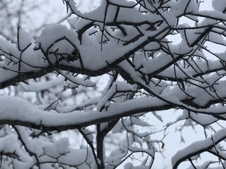 Tree branches covered in snow