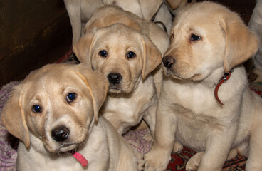many beautiful Labrador Retriever puppies
