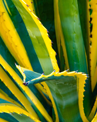Variegated Century Plant