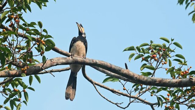 Oriental Pied Hornbill, Anthracoceros albirostris, Khao Yai National Park, Thailand; blue sky, perched on a branch of a fruiting tree as it swings with the wind in the jungle during the afternoon.