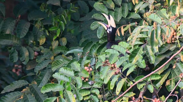 Oriental Pied Hornbill, Anthracoceros albirostris, Khao Yai National Park, Thailand; a fruit in between its bill, tosses it up to catch and swallow two times and then it flies away.