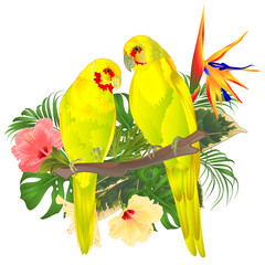 Tropical   birds parots yellow Indian Ringneck alexander and tropical flowers Strelitzia  and  pink and yellow hibiscus palm,philodendron and ficus watercolor vintage vector illustration  