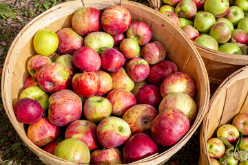 Wicker basket Apple Harvest, Ontario, Canada