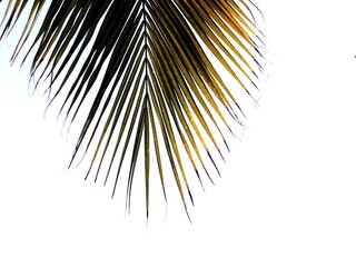Coconut palm tree leaf isolated on white background.