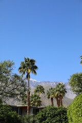 Palm trees with a perfect blue sky no clouds during a vacation in Palm Springs, California with desert mountain landscape