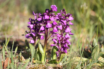 Orchis mascula Early purple orchid