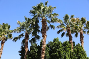 Fototapeta na wymiar A group of tall palm trees in Palm Springs, California tourism
