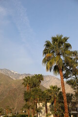 Fototapeta na wymiar A scenic shot of palm trees and mountains in Palm Springs California during the summer