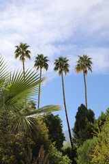 Palm trees and palm fronds on a clear blue sky summer day in Palm Springs, California