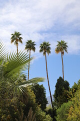 Naklejka premium Palm trees and palm fronds on a clear blue sky summer day in Palm Springs, California