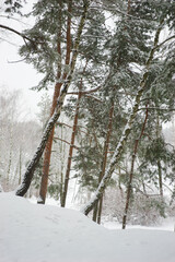 Coniferous forest in winter during snowfall