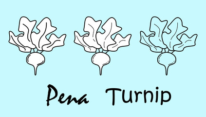 Fototapeta premium Turnip. A set of three objects with the inscription 