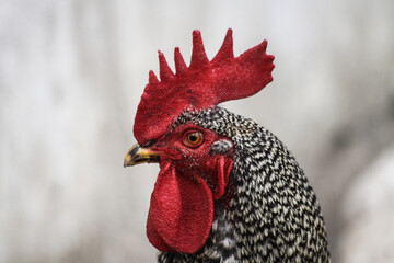 portrait of a blak and white rooster