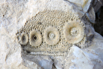 Sea urchin prehistoric fossil on a stone