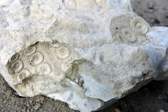 Sea urchin prehistoric fossil on a stone