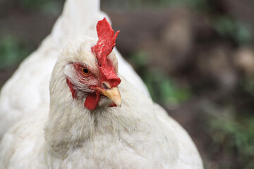 white chicken in the farm
