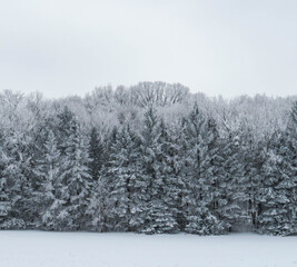 snow covered trees