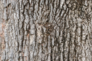 Old tree bark texture background