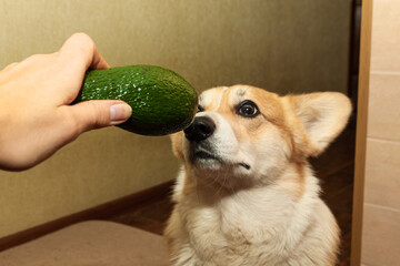 One pretty pembroke Corgi eats avocado. Dog life