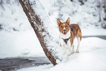 dog in snow