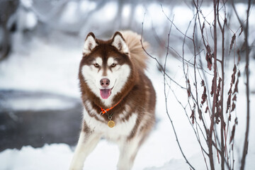 siberian husky in the snow