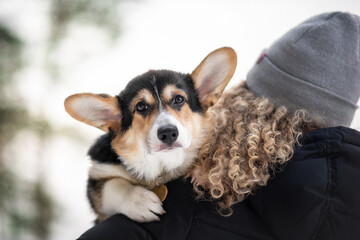 portrait of a dog welsh corgi