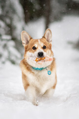 dog in snow
