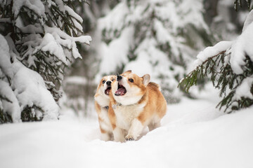 Two dogs playing in snow