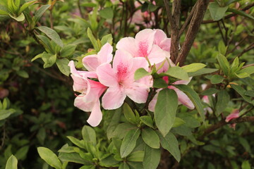Lovely pink flowers. Pink and white buds against a background of dense green grass and bushes. Close-up.