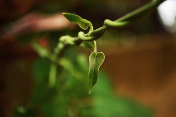 bud of a plant