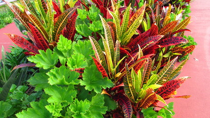 Obraz premium garden land