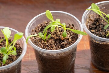 Plant young leaf spring green. organic growing