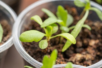 Plant young leaf spring green. dirt agriculture
