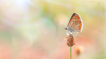 One butterfly (Brown Argus) roosting on a inflorescence ready to fly, close-up side view with a blurred background. Lens flares on blurred fairytale wild meadow background. Selective soft focus.