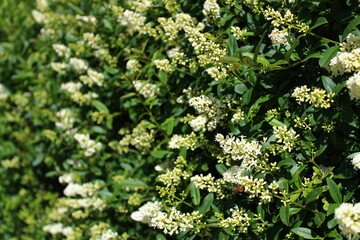 Blühende Ligusterhecke
