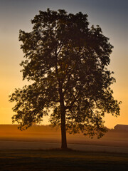 Fototapeta na wymiar ein Baum im morgentlichen Streiflicht mit leichtem Bodennebel