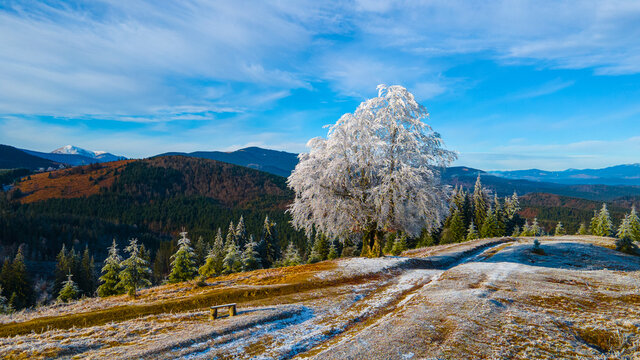 trees covered with frost beautiful landscape