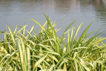 Biennial plants along the canal in the garden.