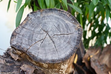 Texture of tree cut in the garden.