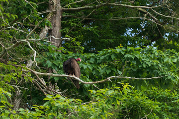 Turkey vulture sitting on tree branch