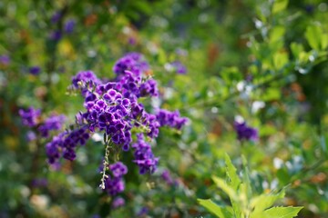 Flowers in the park.