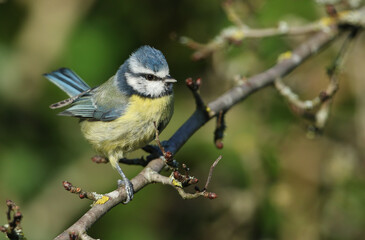 Obraz premium A Blue Tit, Cyanistes caeruleus, perched on a branch of a tree.