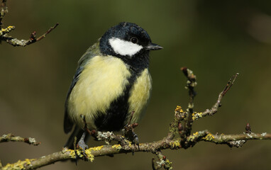 A beautiful Great Tit, Parus major, perching on a branch of a tree in winter.