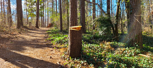 Pathway between the hight trees and tree stump in the winter