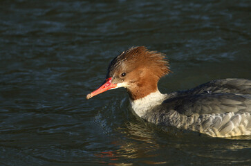 A pretty female Goosander, Mergus merganser, swimming on a river. It has been diving down under the water catching fish.
