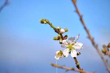 Almond branch with blooming flowers. Springtime on almond trees