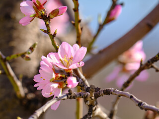 Almond branch with blooming flowers. Springtime on almond trees