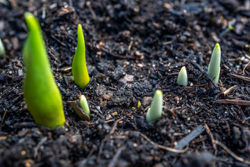 Tulip and crocus sprouts in early spring garden, spring awakening and grow concept. Fresh green plants on flowerbed. Spring backdrop with copy space.
