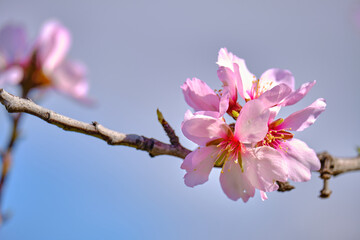 Fototapeta na wymiar Almond branch with blooming flowers. Springtime on almond trees