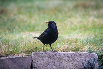 Vögel im Ruhrgebiet